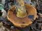 Céklatinóru (Neoboletus xanthopus), Budai-hegység